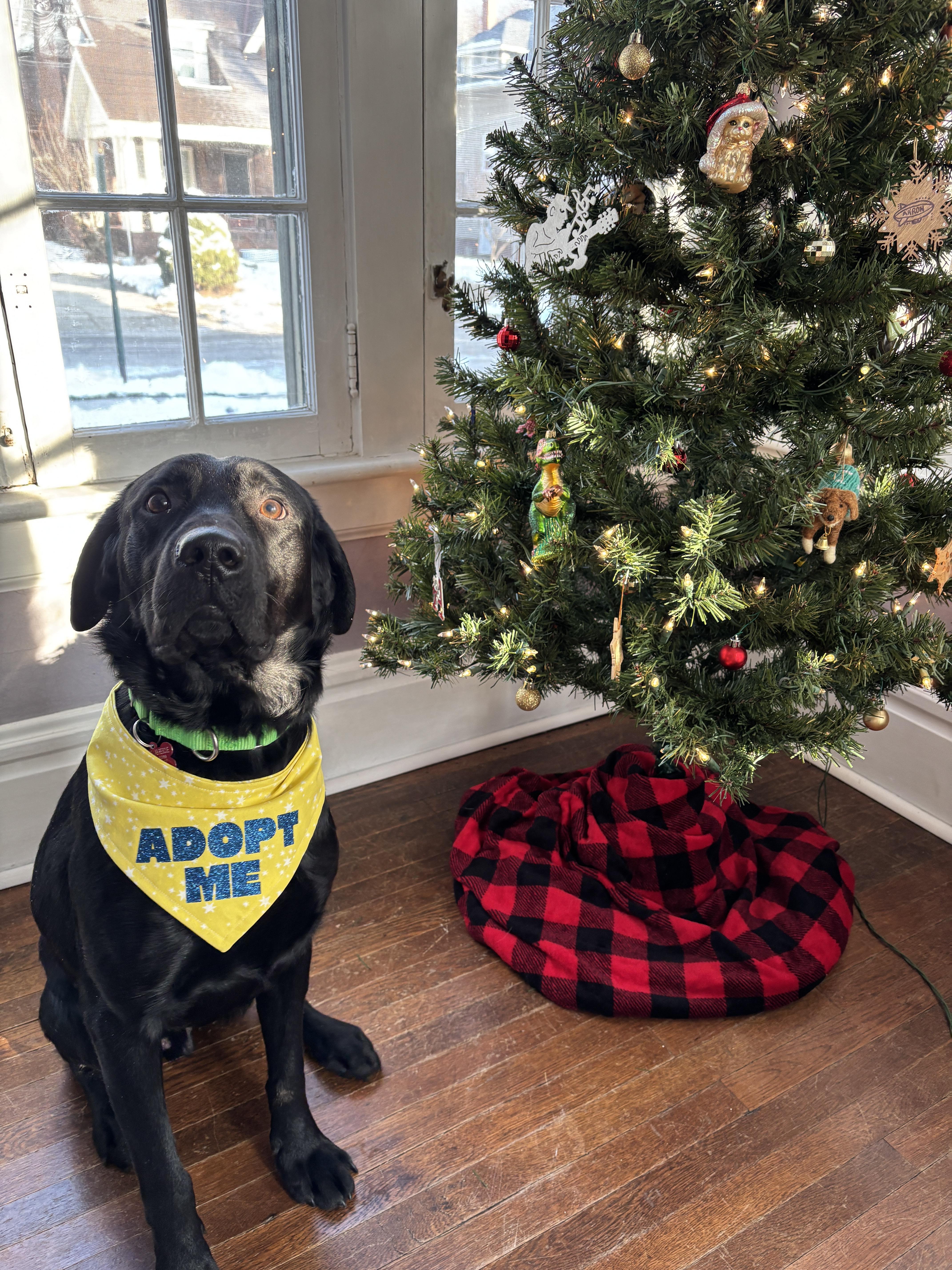 Enlarge Marshall, an adopted Black Labrador Retriever in Medina, OH image 1/6