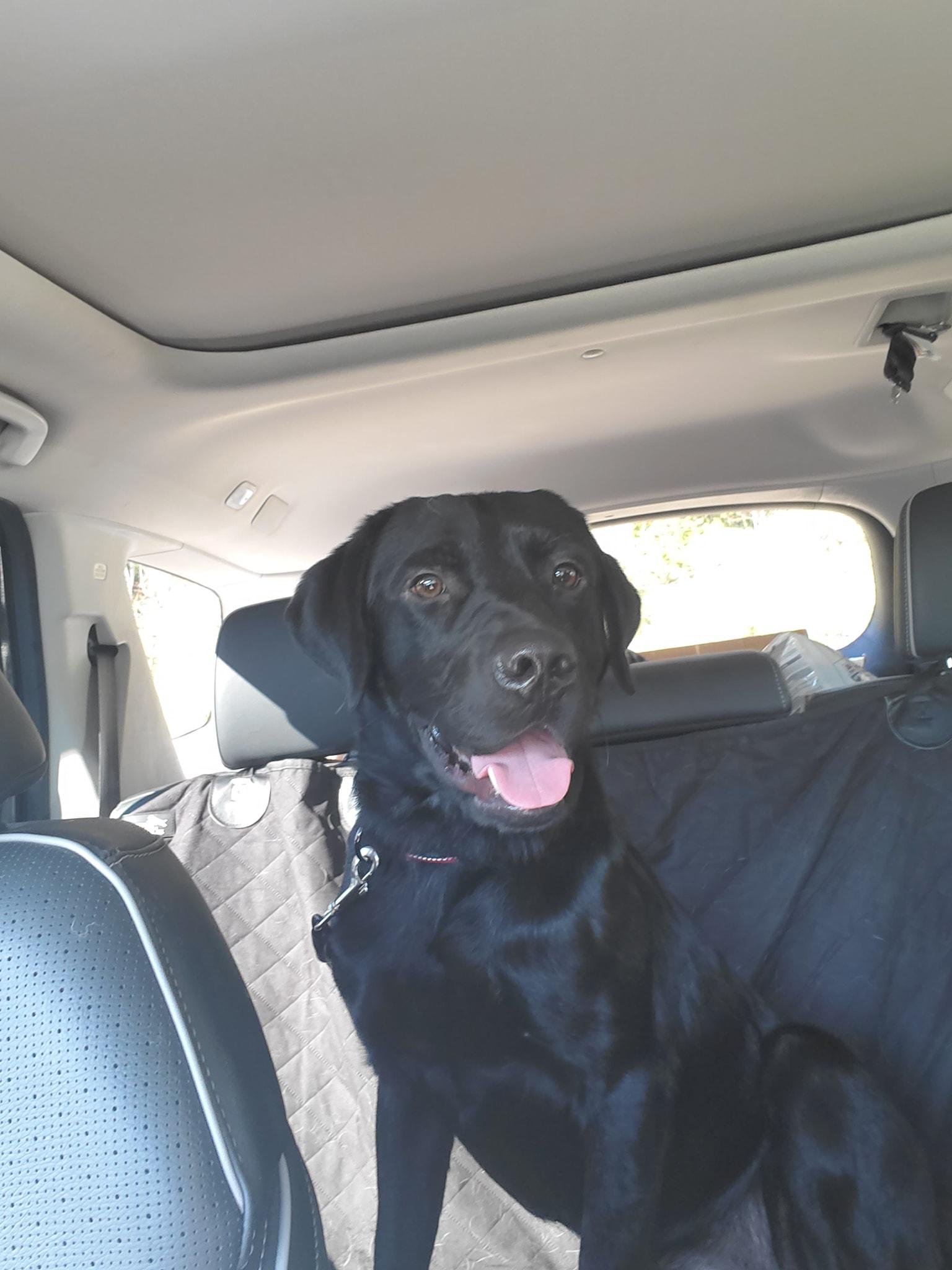 Marshall-Not Accepting Applications Yet!, a Adoptable Black Labrador Retriever in Medina, OH image 1/2
