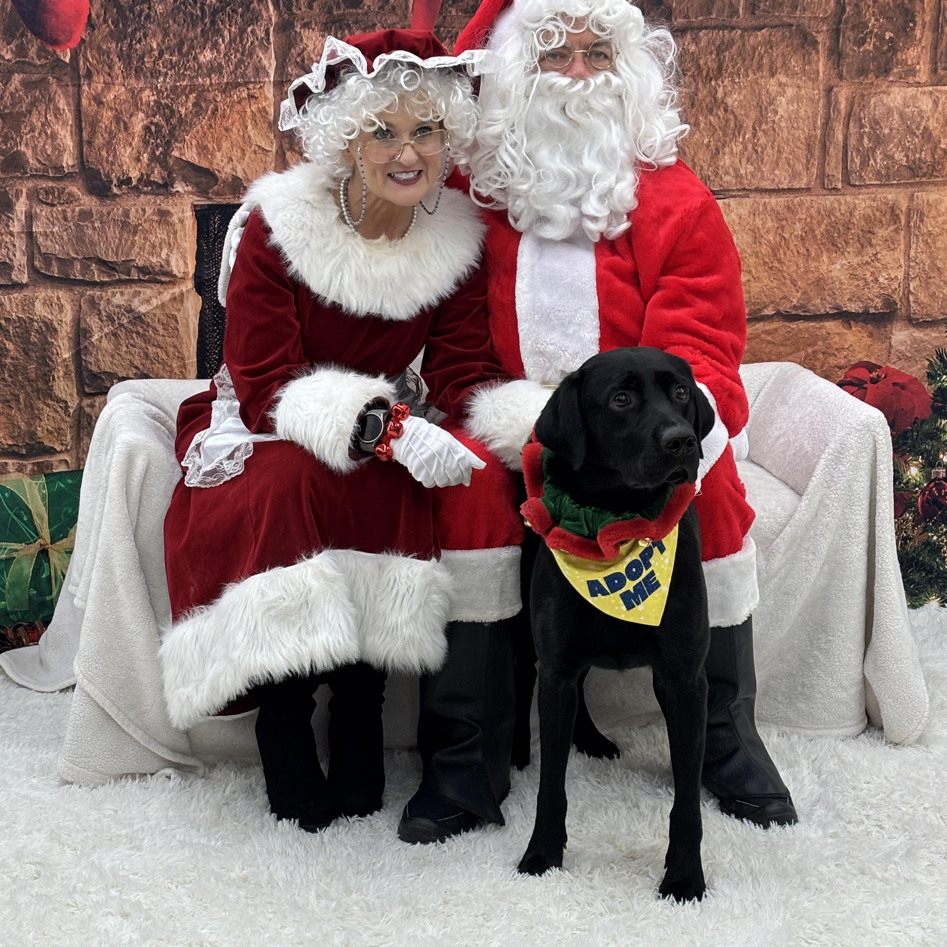 Enlarge Marshall, an adopted Black Labrador Retriever in Medina, OH image 3/6