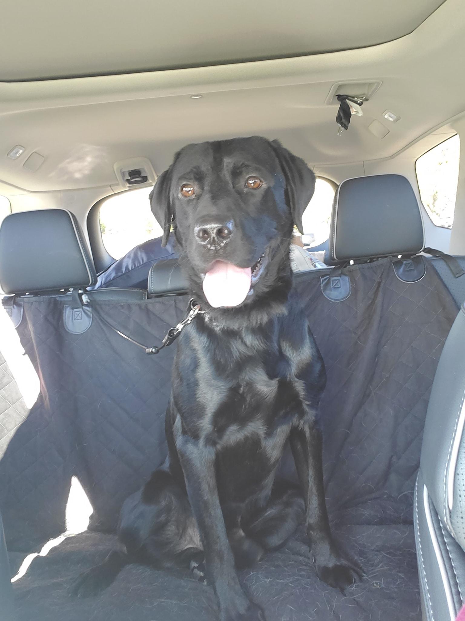 Enlarge Marshall, an adopted Black Labrador Retriever in Medina, OH image 4/6