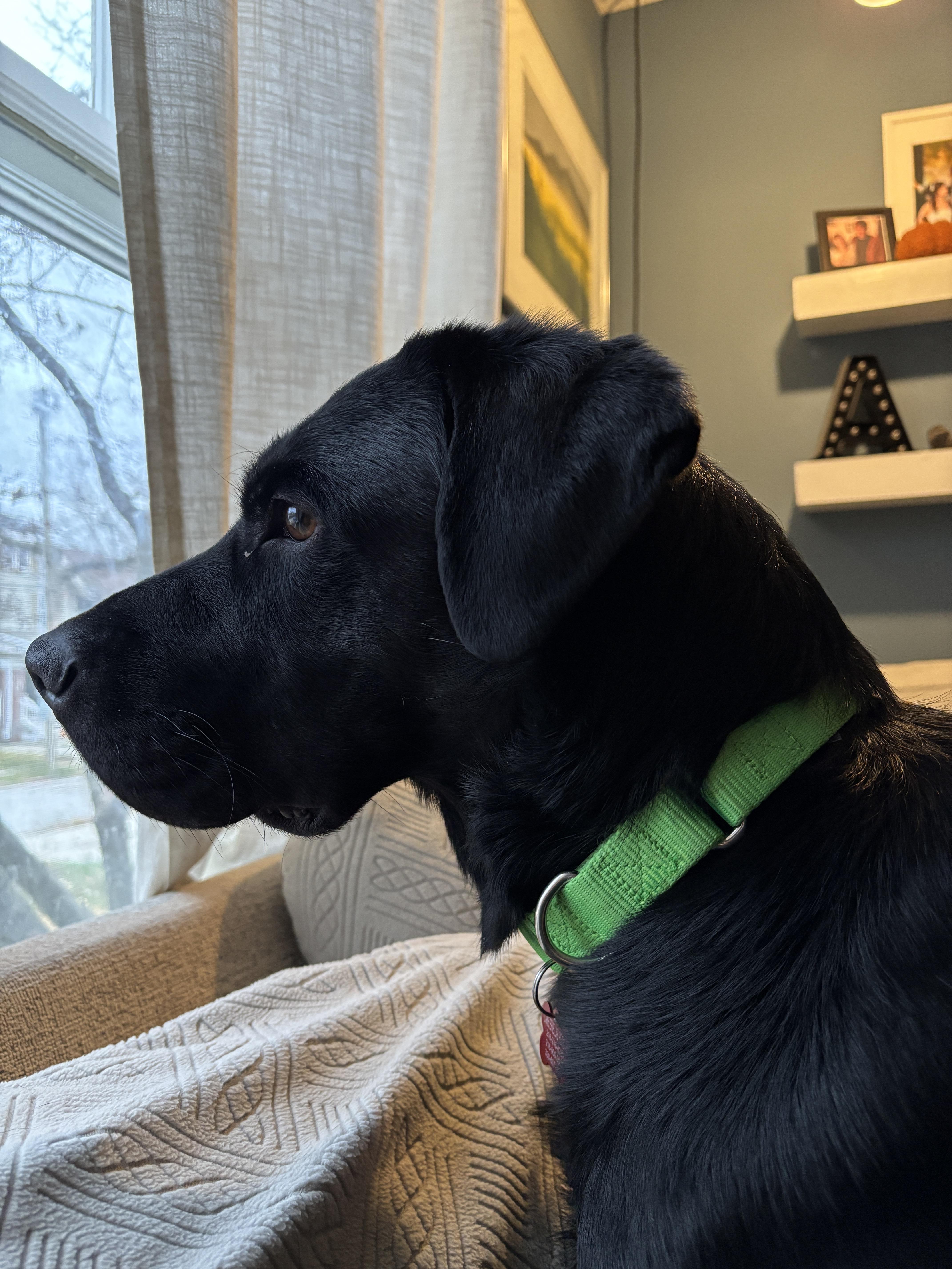 Enlarge Marshall, an adopted Black Labrador Retriever in Medina, OH image 5/6