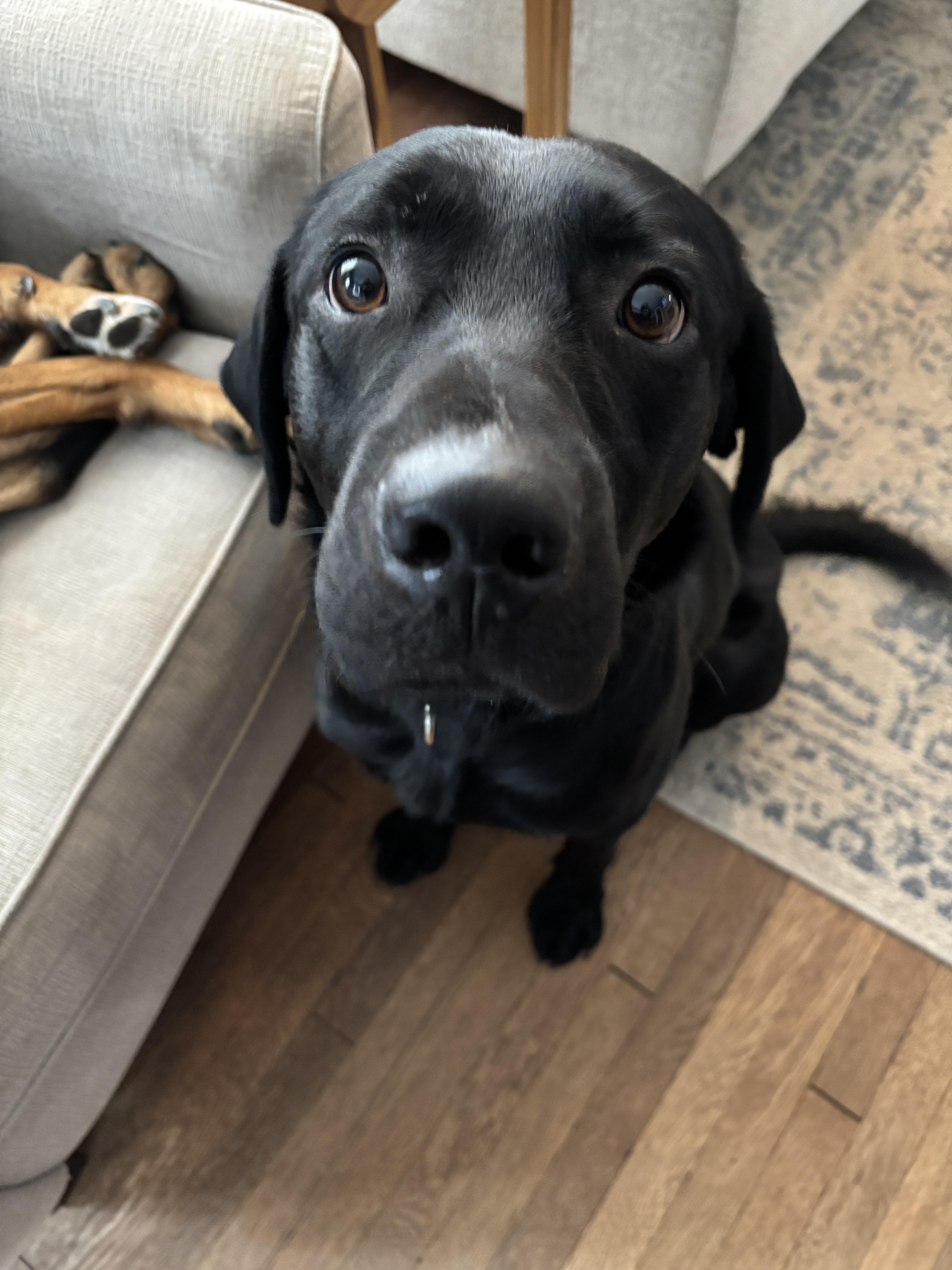 Enlarge Marshall, an adopted Black Labrador Retriever in Medina, OH image 6/6