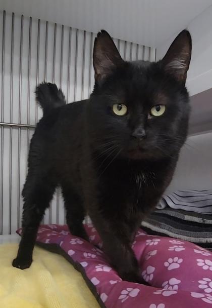 George, Adoptable, Adult Male Domestic Short Hair & Domestic Short Hair.