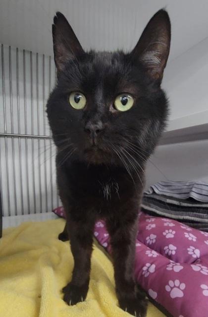 Enlarge George, a Adoptable mixed breed in Elmira, NY image 2/2