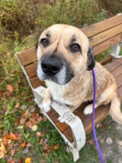 Blanche, a Adoptable mixed breed in Twinsburg, OH image 1/3