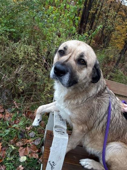 Blanche, a Adoptable mixed breed in Twinsburg, OH image 2/3