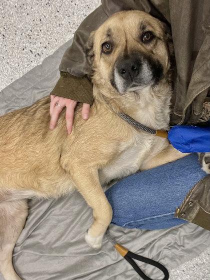 Blanche, a Adoptable mixed breed in Twinsburg, OH image 3/3