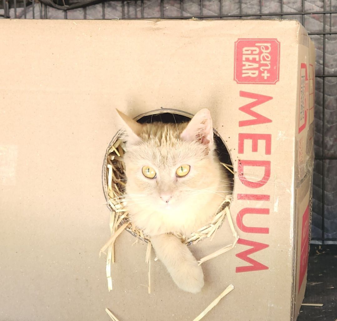 Enlarge Honey Crisp, a Adopted Domestic Short Hair in Mead, OK image 1/2