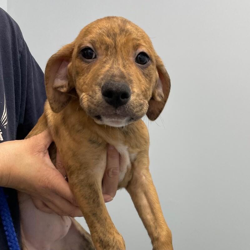 Gingersnap thumbnail 2