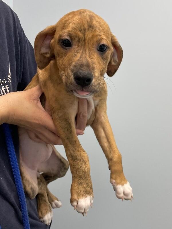 Gingersnap thumbnail 3