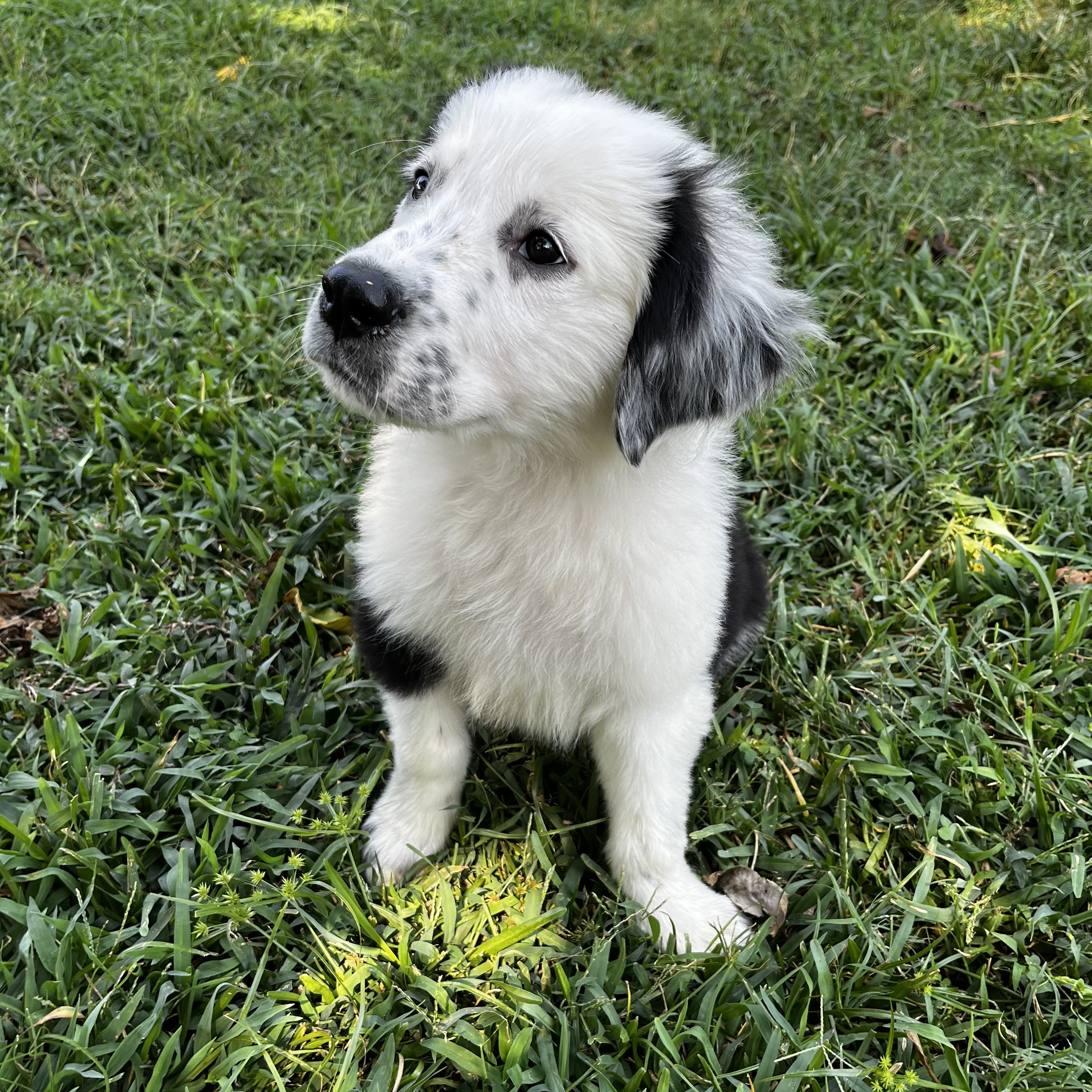 Dog for adoption Pongo, a Great Pyrenees Mix in Hermiston, OR Petfinder