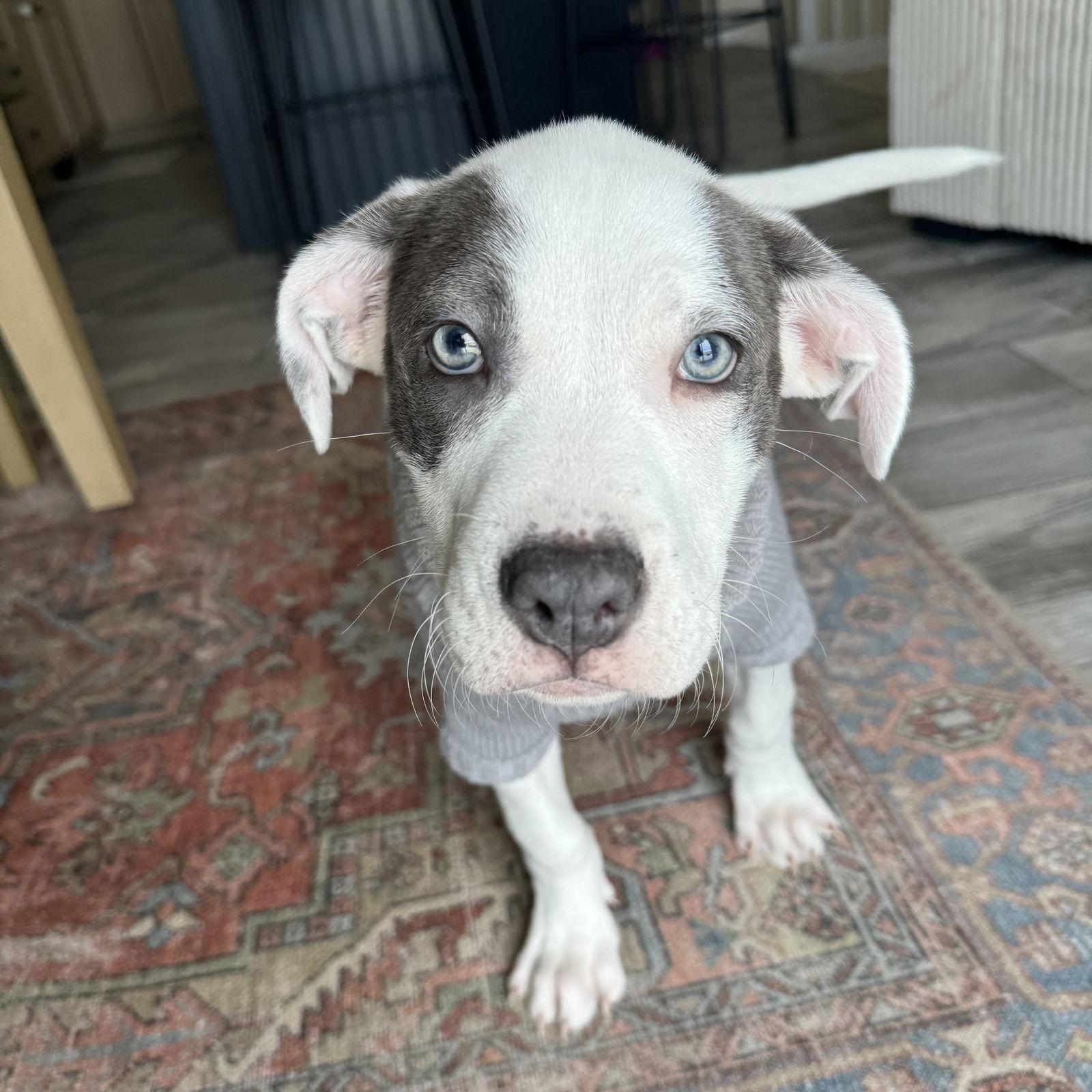 Trinket, Adoptable, Young Male Pit Bull Terrier.