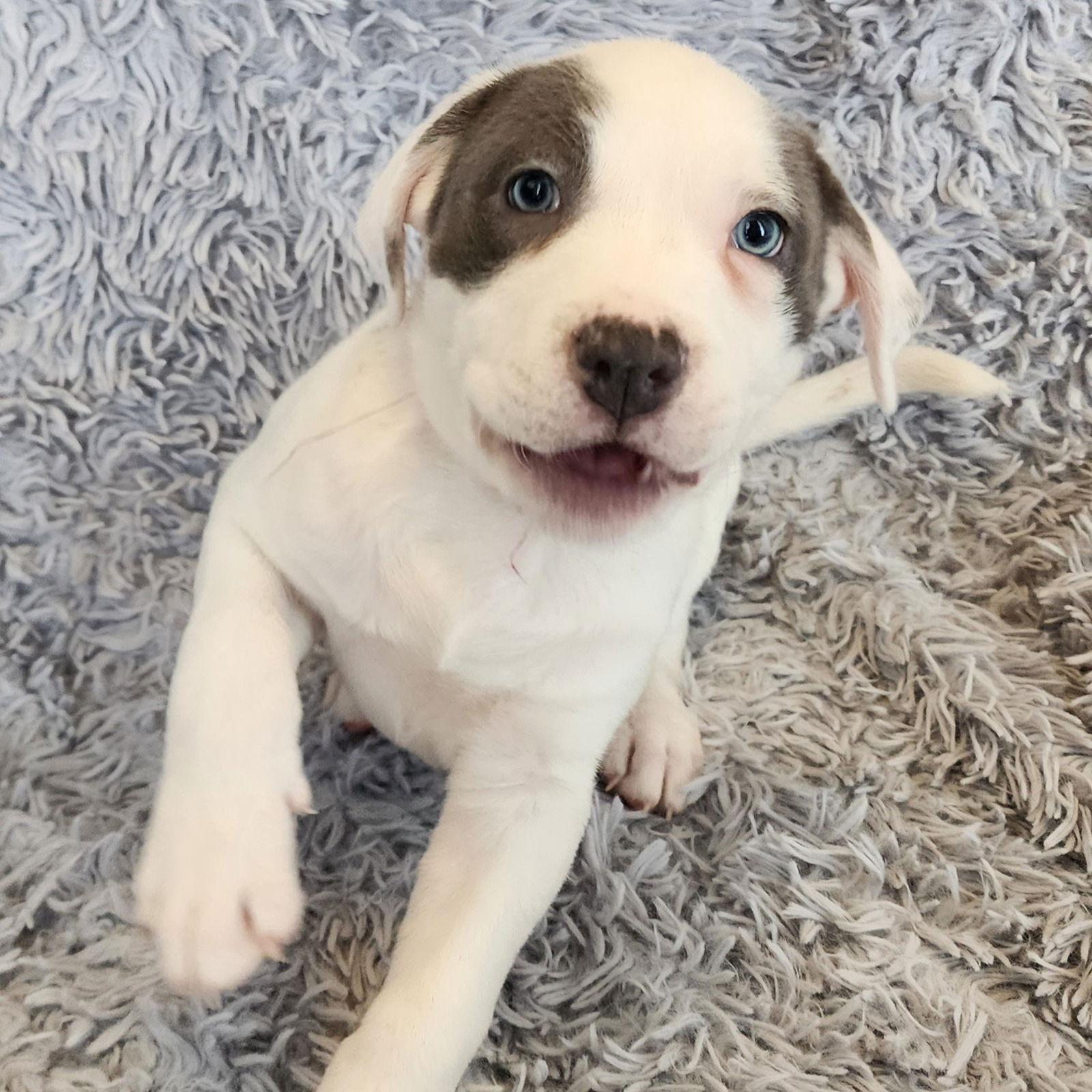 Trinket, Adoptable, Young Male Pit Bull Terrier.