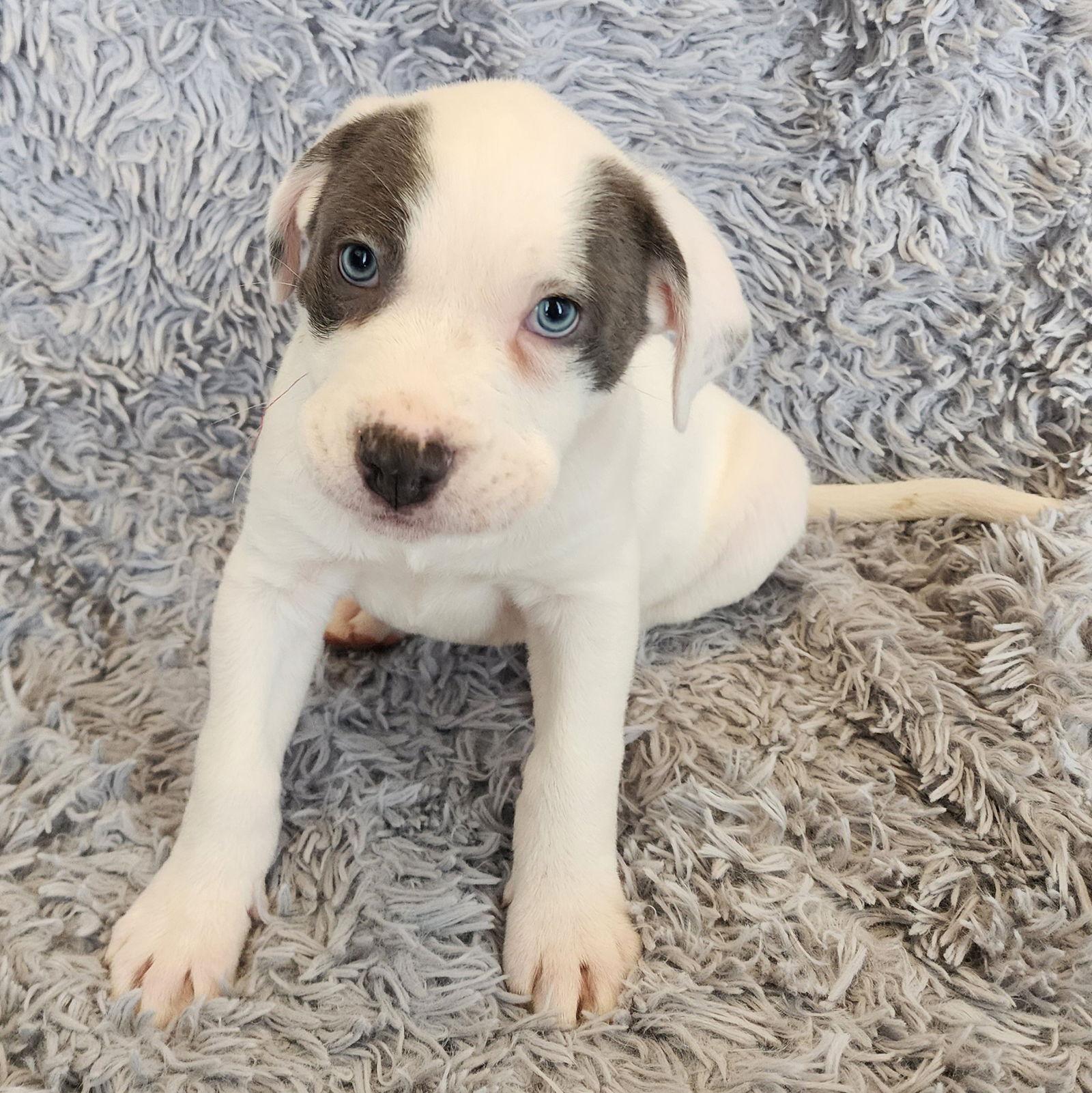 Trinket, a Adoptable Pit Bull Terrier in Fargo, ND image 3/3