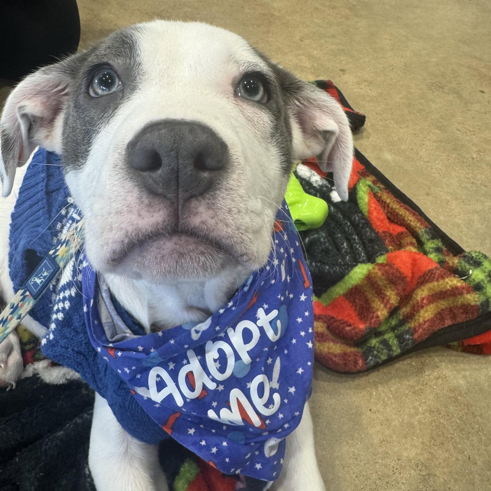 Trinket — thumbnail 3