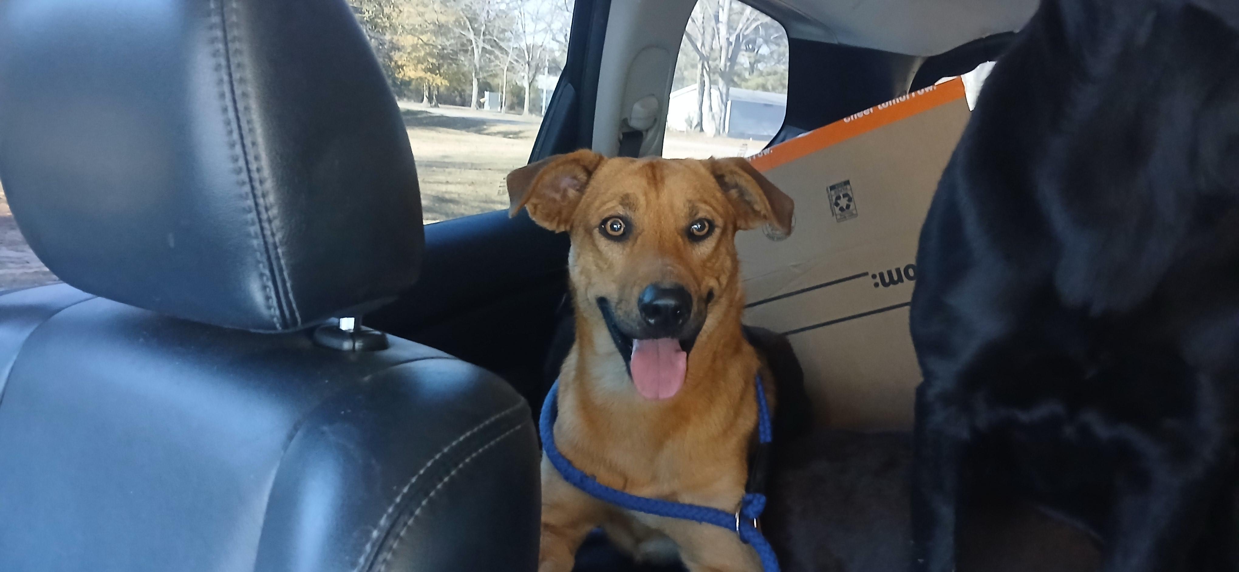 Enlarge Handsome, a Adoptable Mixed Breed in Centerville, GA image 3/6