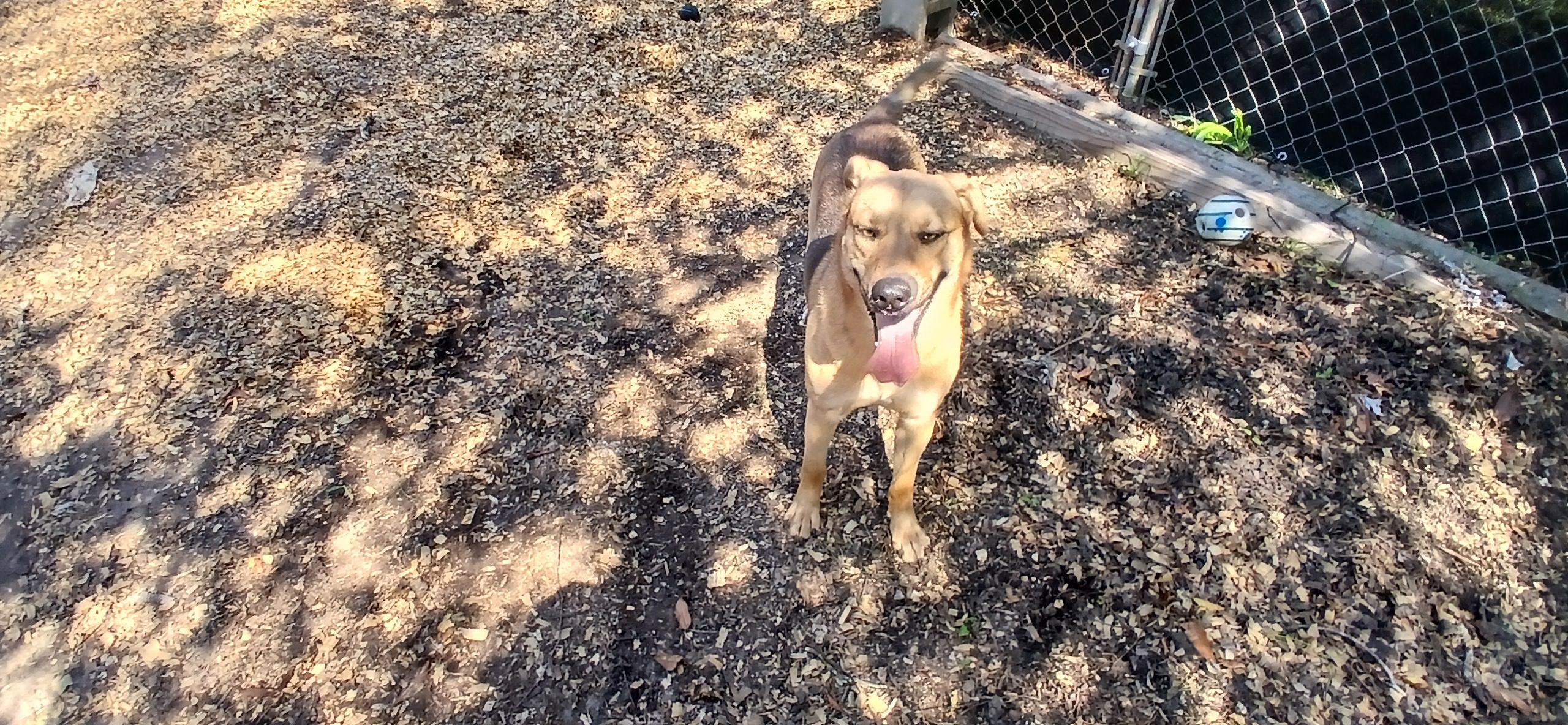 Enlarge Handsome, a Adoptable Mixed Breed in Centerville, GA image 5/6