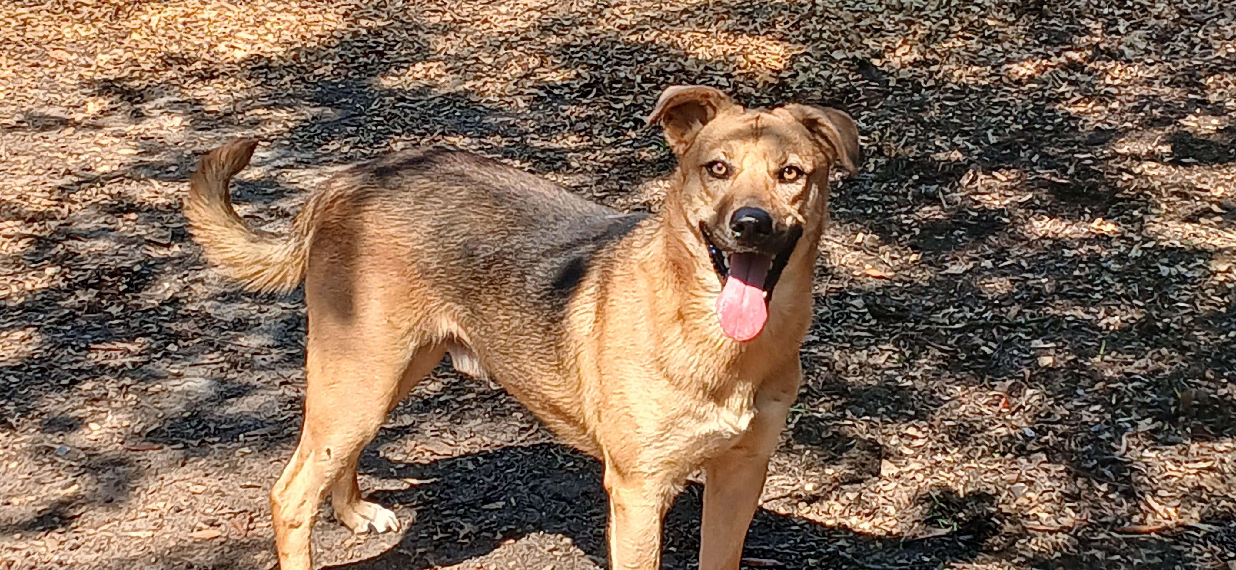 Enlarge Handsome, a Adoptable Mixed Breed in Centerville, GA image 6/6