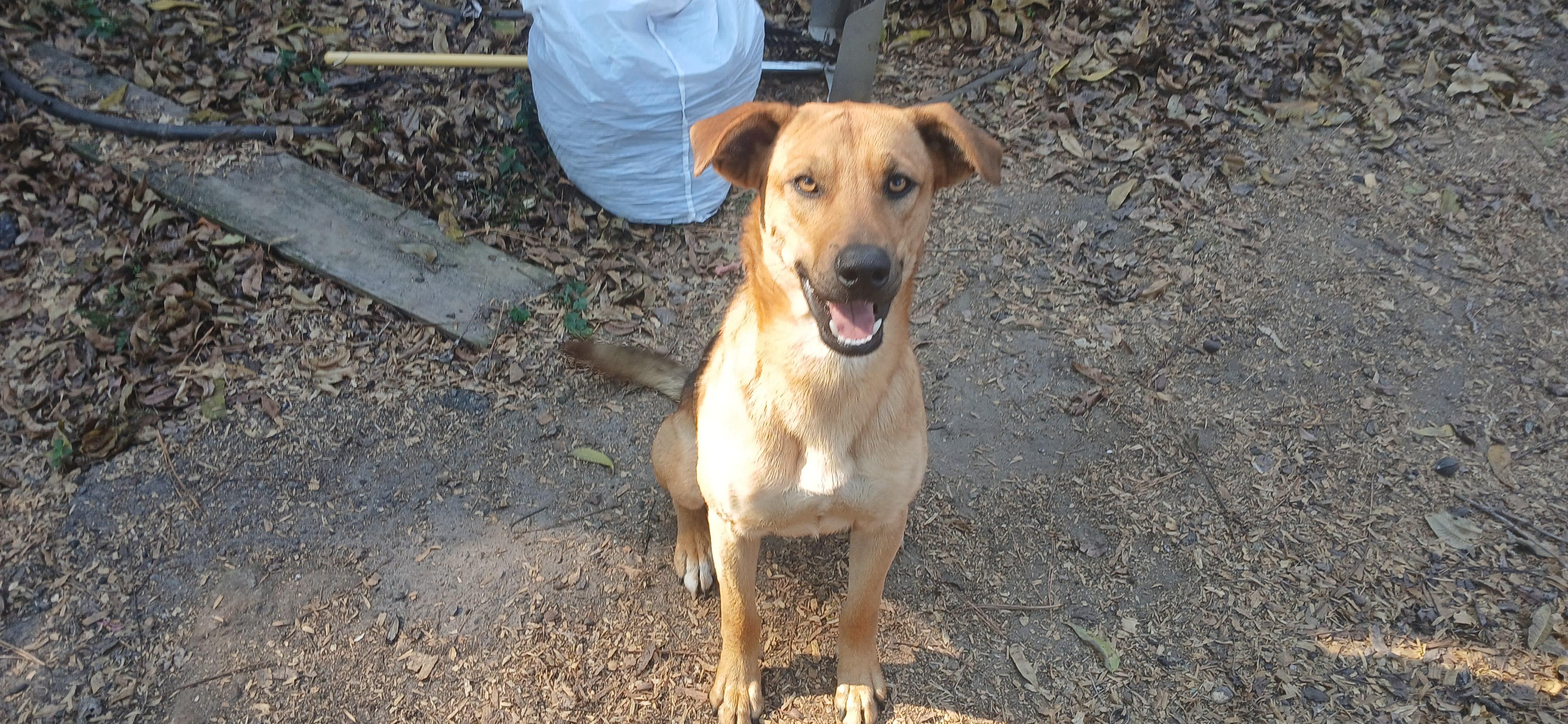 Enlarge Handsome, a Adoptable Mixed Breed in Centerville, GA image 4/6