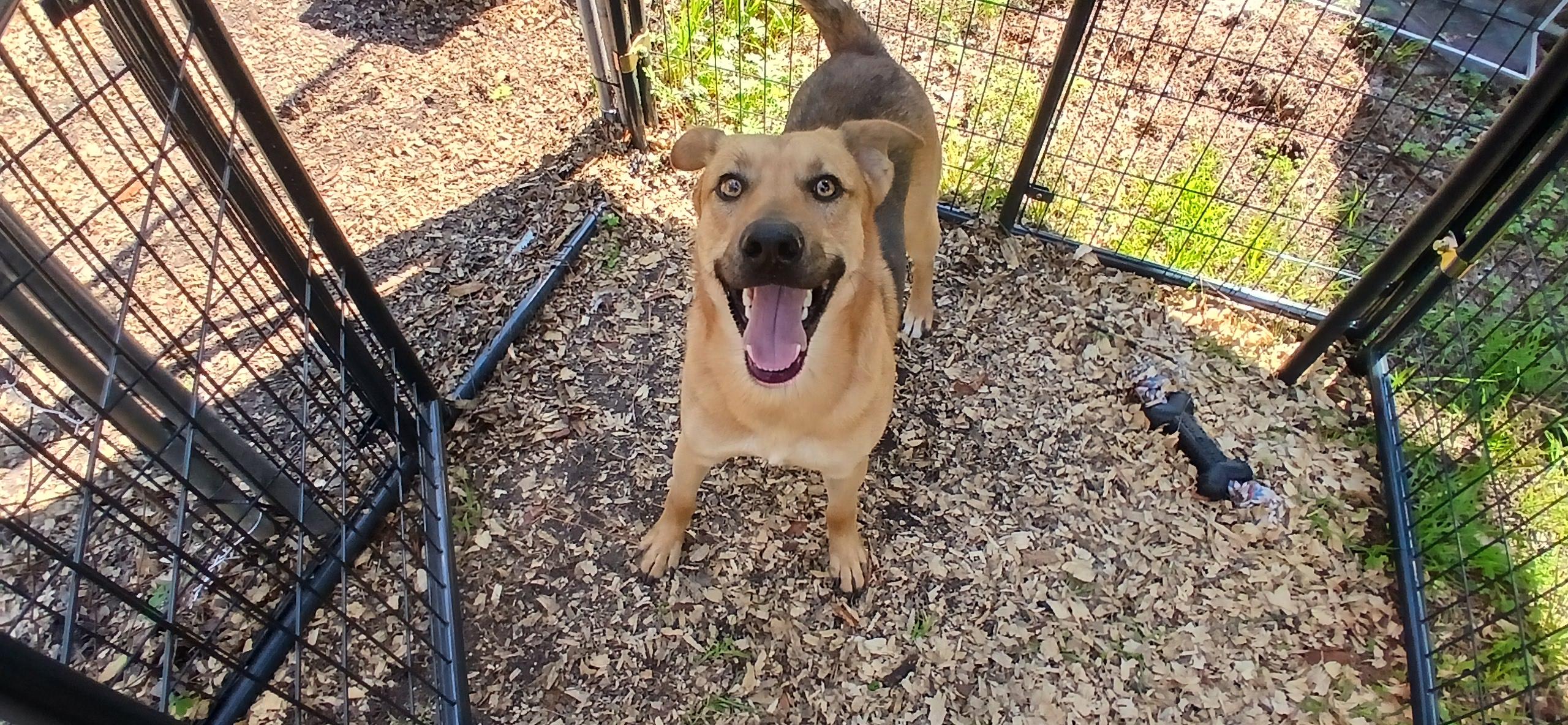 Enlarge Handsome, a Adoptable Mixed Breed in Centerville, GA image 1/6