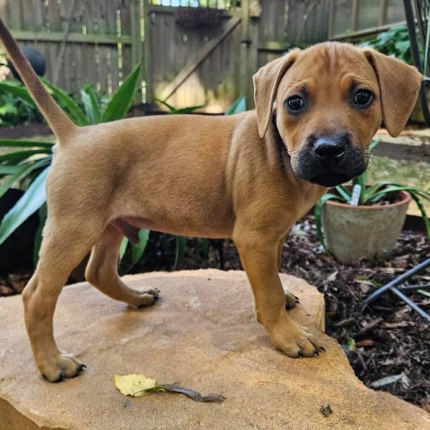 Enlarge Gus, a Adopted mixed breed in Rock Hill, SC image 2/5