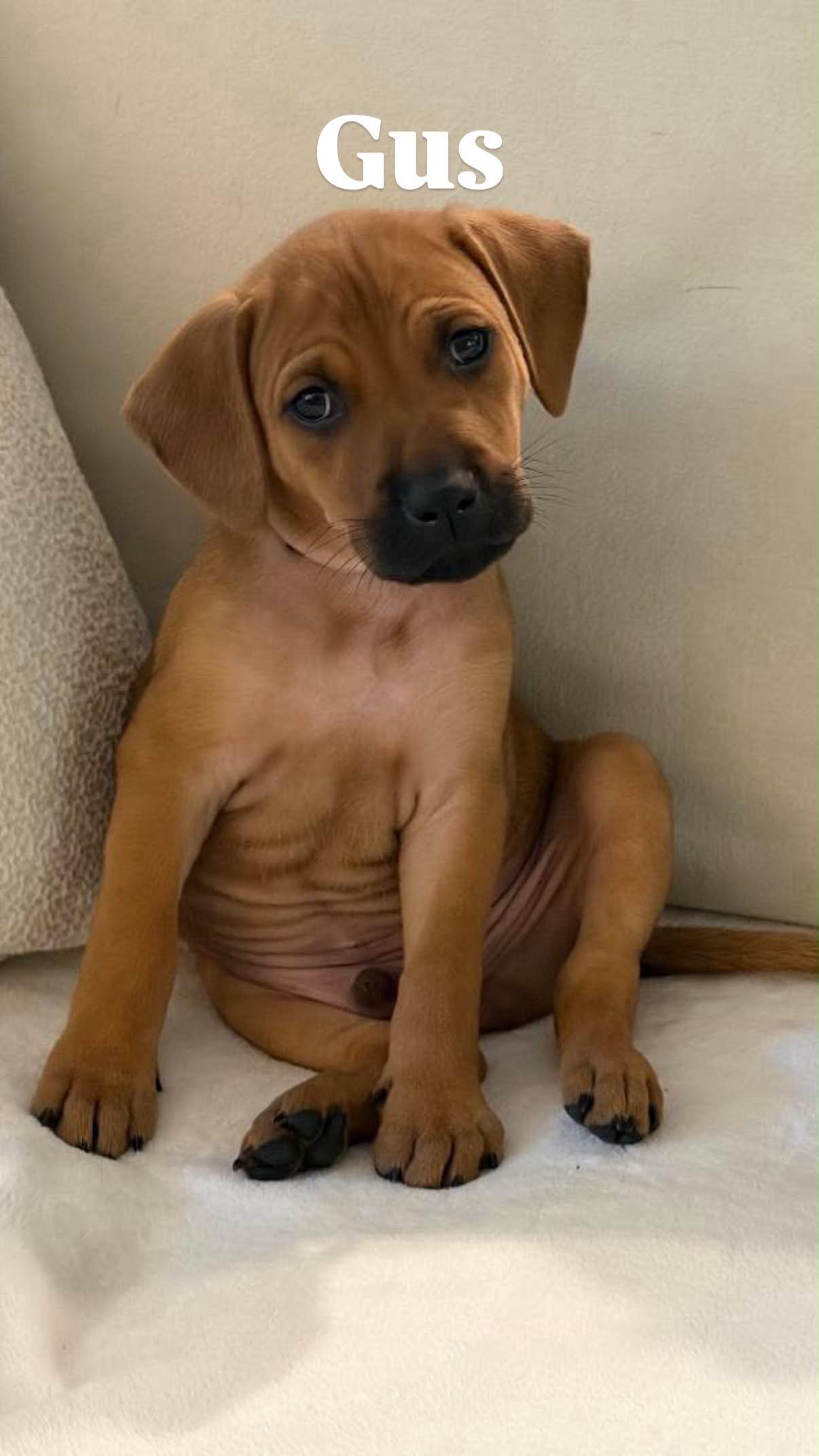 Enlarge Gus, a Adopted mixed breed in Rock Hill, SC image 3/5