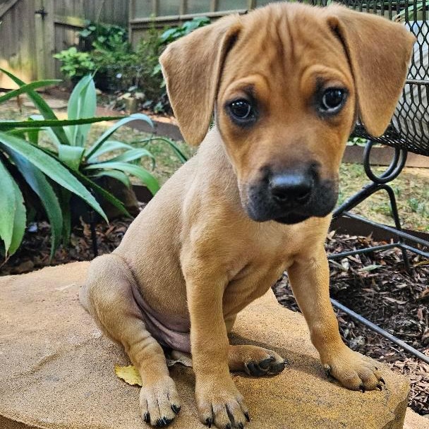Gus, Adopted, Puppy Male Labrador Retriever & Hound.