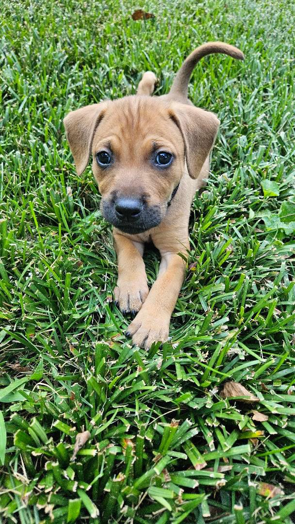 Enlarge Gus, a Adopted mixed breed in Rock Hill, SC image 5/5