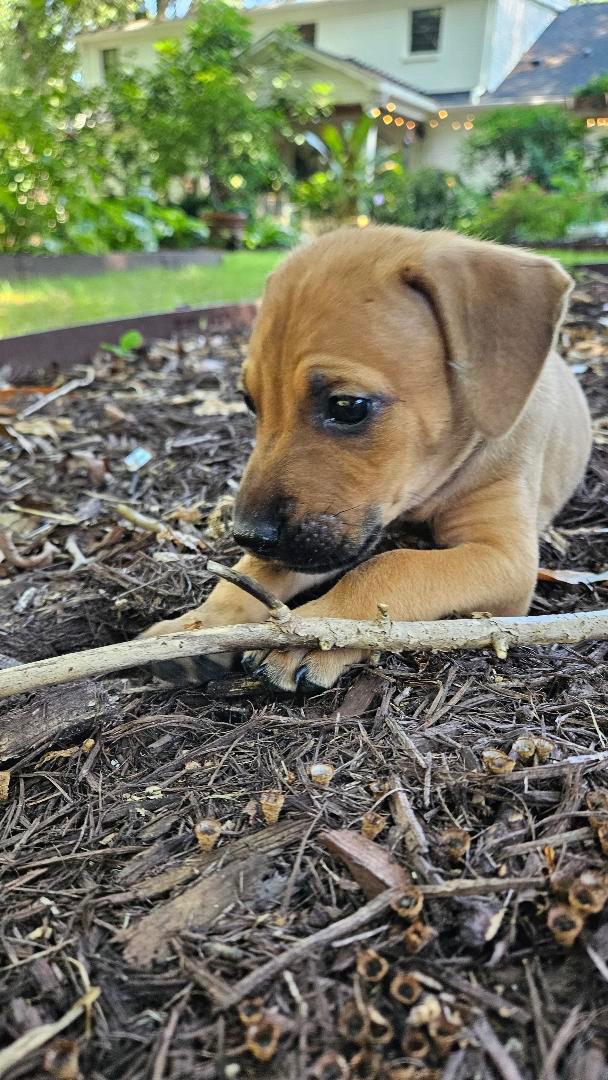 Enlarge Gus, a Adopted mixed breed in Rock Hill, SC image 4/5