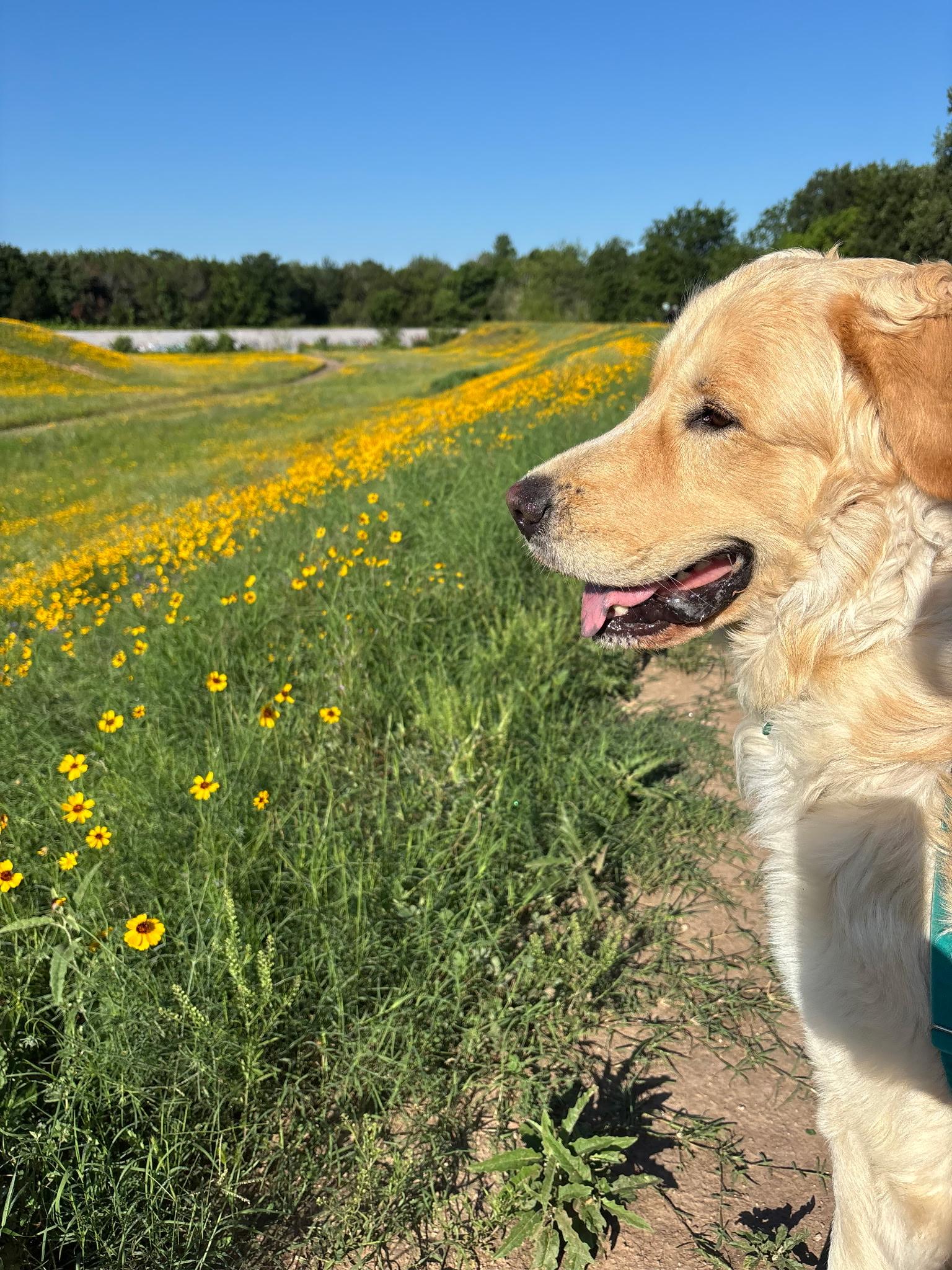 Chewie, a Adoptable mixed breed in Belgrade, MT image 2/6