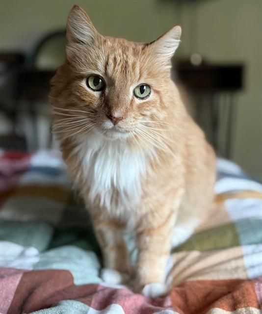 TJ, Adoptable, Senior Male Domestic Medium Hair.
