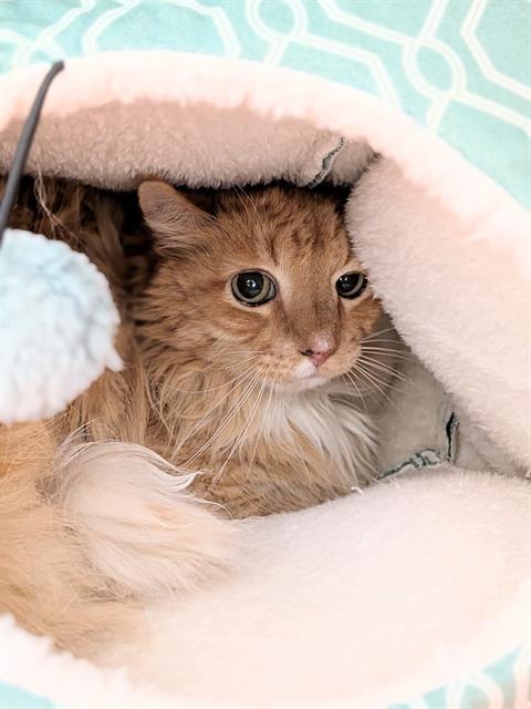 Enlarge TJ, a Adoptable Domestic Medium Hair in Saint Peters, MO image 1/1