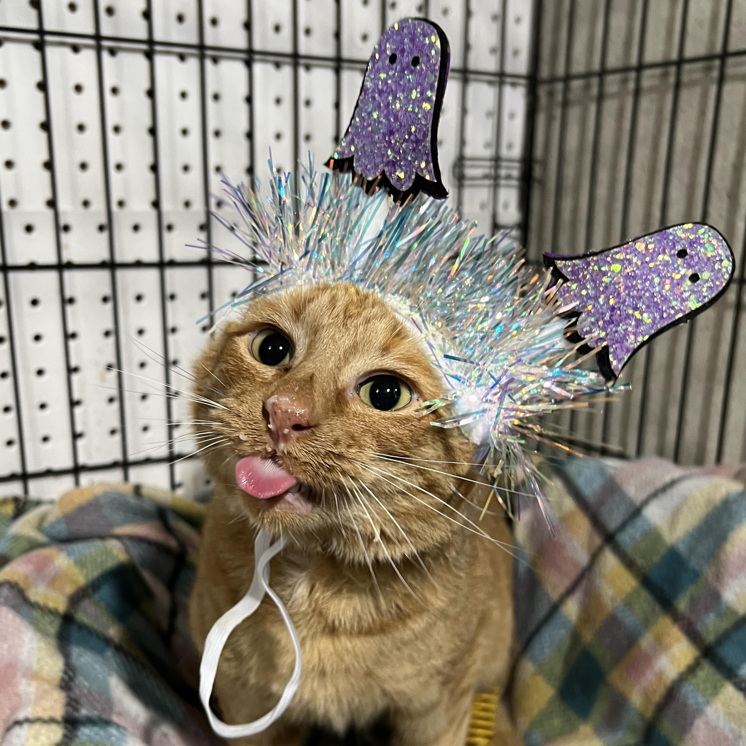 Cheeseburger Bob, Adoptable, Adult Male Domestic Short Hair.