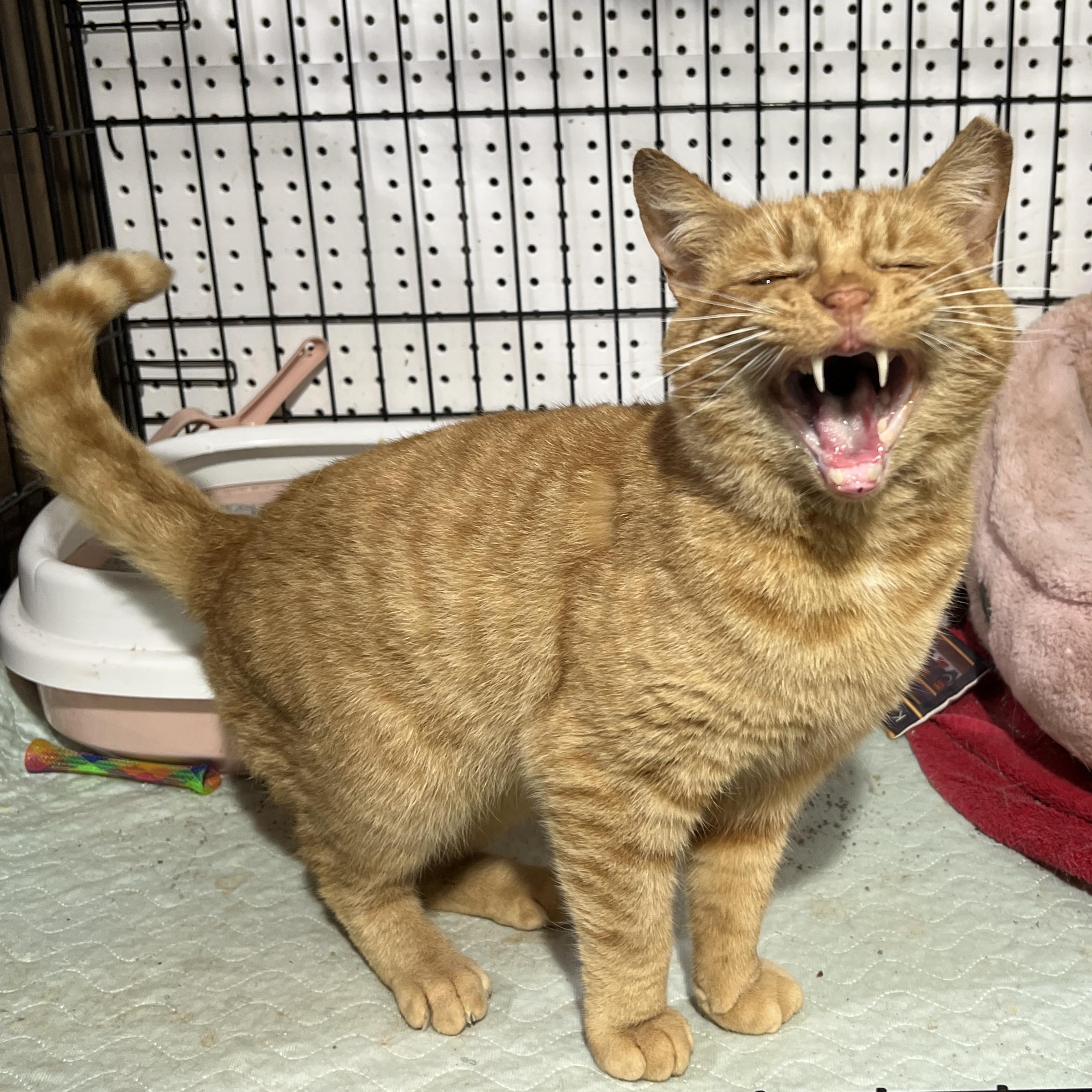 Cheeseburger Bob, Adoptable, Adult Male Domestic Short Hair.