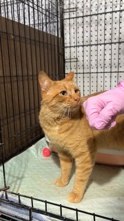 Enlarge Cheeseburger Bob, a Adoptable Domestic Short Hair in Brentwood, NH video 4/4