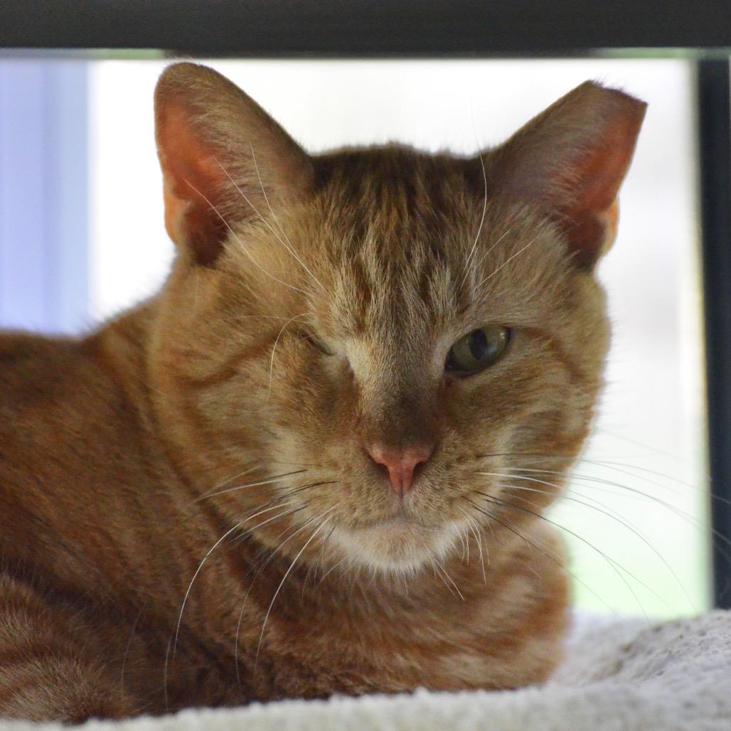 Jaeger, a Adoptable Domestic Short Hair in Hampton Bays, NY image 1/6
