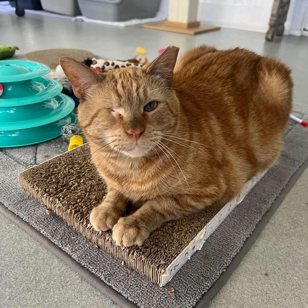 Jaeger, a Adoptable Domestic Short Hair in Hampton Bays, NY image 2/6
