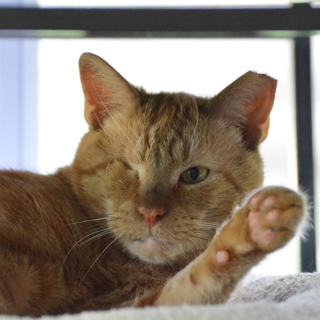 Jaeger, a Adoptable Domestic Short Hair in Hampton Bays, NY image 3/6