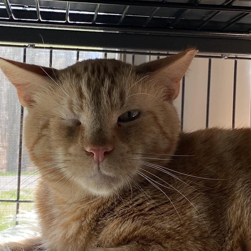 Jaeger, a Adoptable Domestic Short Hair in Hampton Bays, NY image 4/6