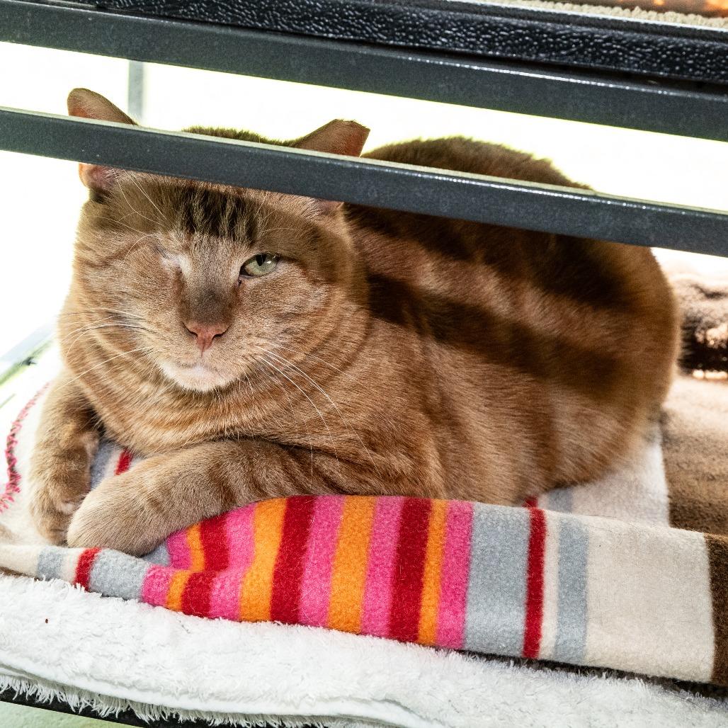 Jaeger, a Adoptable Domestic Short Hair in Hampton Bays, NY image 5/6
