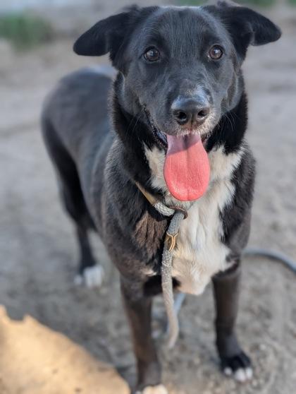 Enlarge Emily, an adopted mixed breed in Inverness, FL image 2/2