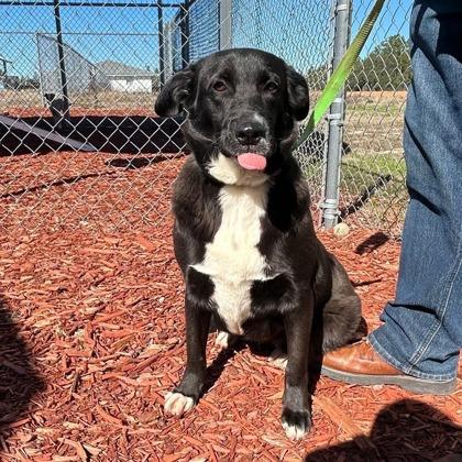 Enlarge Emily, an adopted mixed breed in Inverness, FL image 1/2