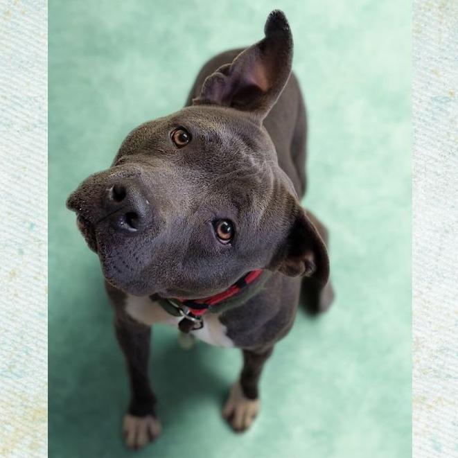 Enlarge Rogue, a Adoptable mixed breed in Concord, NC image 2/6