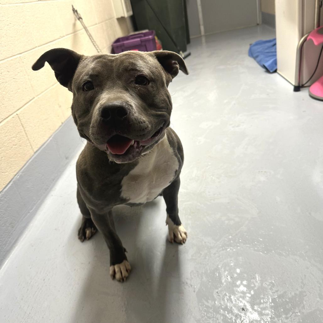 Enlarge Rogue, a Adoptable mixed breed in Concord, NC image 3/6