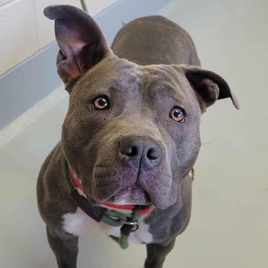 Enlarge Rogue, a Adoptable mixed breed in Concord, NC image 5/6