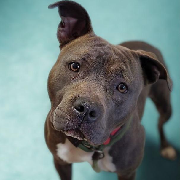 Enlarge Rogue, a Adoptable mixed breed in Concord, NC image 6/6