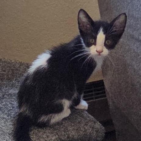 Oreo is at Petsmart GJ, a Adoptable Domestic Short Hair in Cedaredge, CO image 1/3