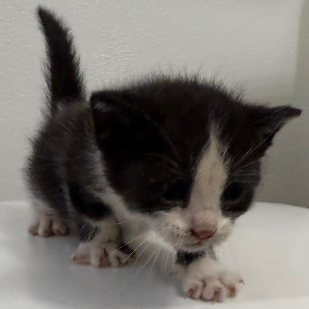Oreo, Adoptable, Kitten Female Domestic Short Hair.