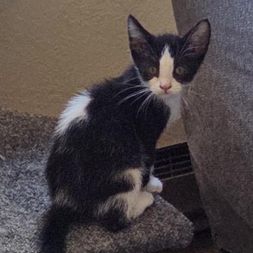 Oreo is at Petsmart GJ, a Adoptable Domestic Short Hair in Cedaredge, CO image 3/3