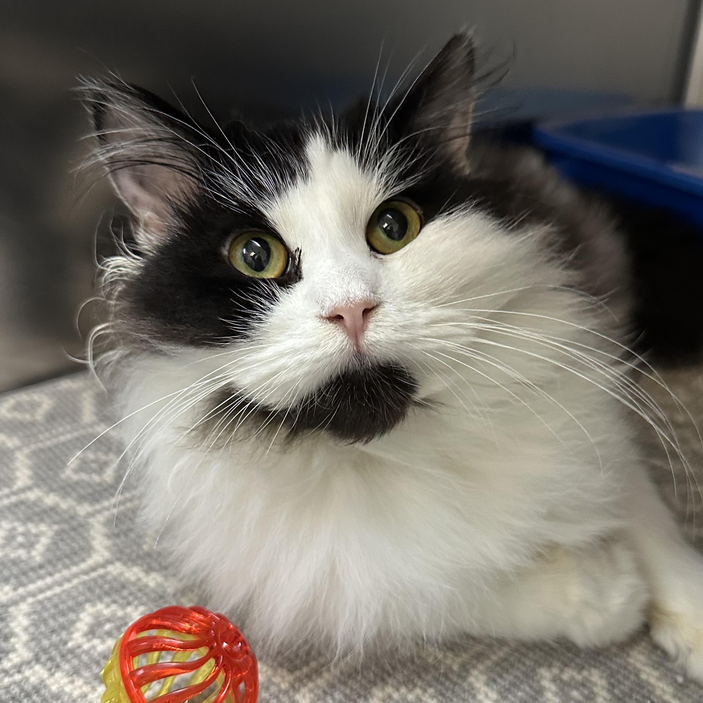 Oreo & Georgia Bonded Siblings, a Adoptable Domestic Long Hair in Clifton, NJ image 3/6